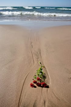 Shoreline Lake Huron Ontario Canada beach waves