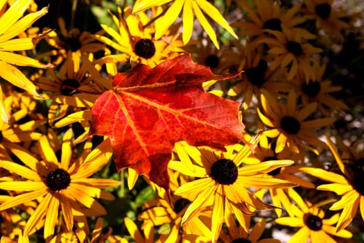 Maple Leaf Autumn against yellow flowers Canada