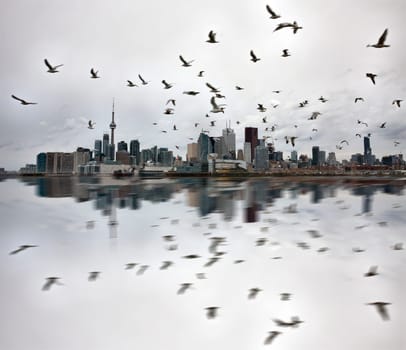 Daytime Photos of Toronto Ontario buildings downtown reflection seagulls