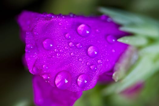 Close up Pink Flower macro lens color
