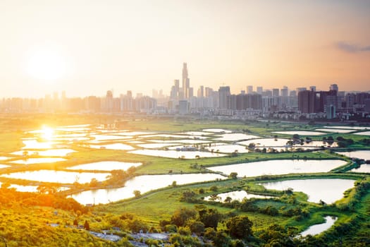 hong kong countryside sunset, rice field and modern office buildings