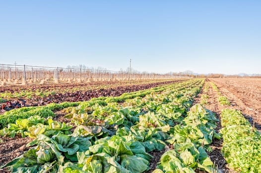 Field of variety of salad. Chioggia radicchio. Variegated radicchio.
