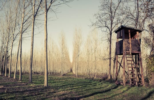 Raised hunting shed. Hunt Tower for deer in forest of poplars. Photo in vintage style.