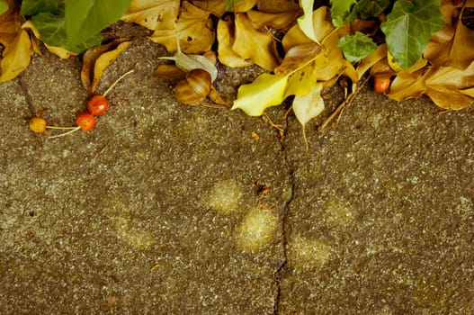 Concrete background with fresh and dried leaves, cherries and a snail