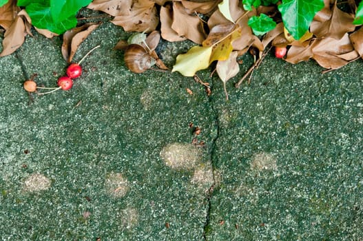Concrete background with fresh and dried leaves, cherries and a snail