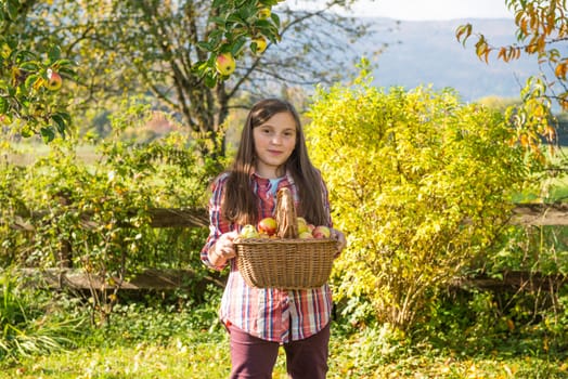 young pre teen girl picking apples in the garden