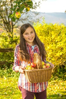 young pre teen girl picking apples in the garden