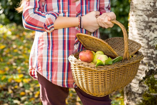 young pre teen girl picking apples in the garden