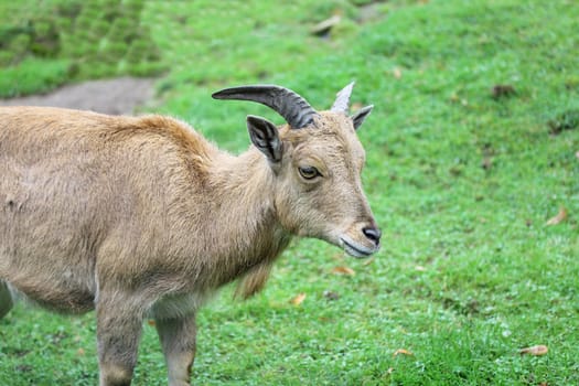 a young female ibex while eating.
