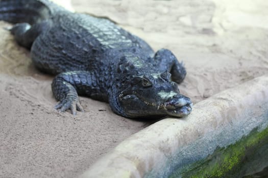 Detailed view of a crocodile lurking on the water.