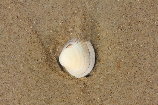 Conch shell washed by seawater lies in the sand.