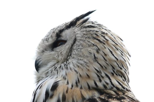 The owls (Strigiformes) are an order of birds.