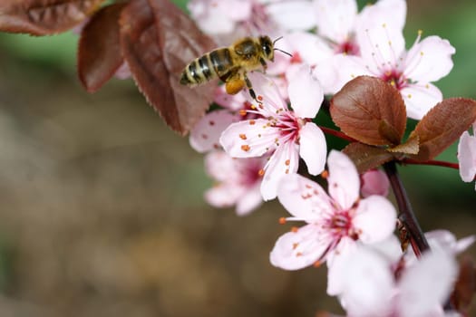 An insect sucks nectar on a pink flower.