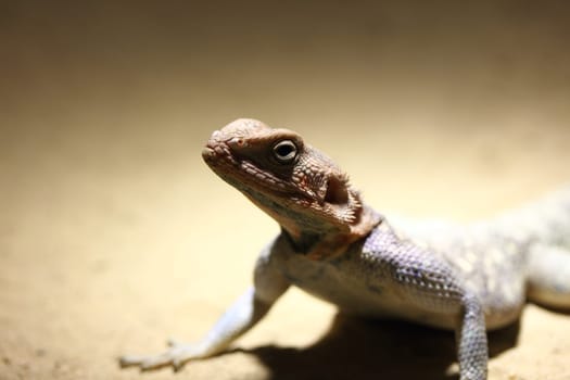 Partial view of a brown lizard,background blurred.
