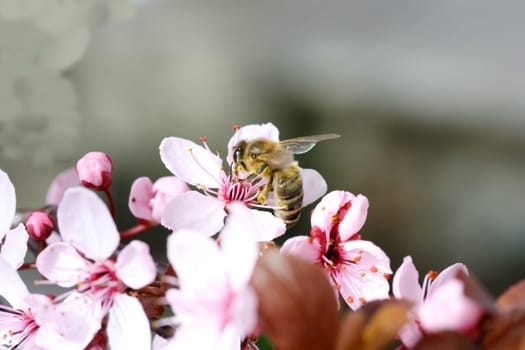 An insect sucks nectar on a pink flower.