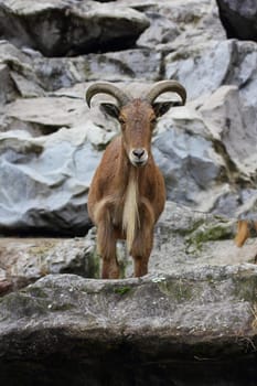 The Maned Jumper (Ammotragus lervia) is a species of mammal native to northern Africa.