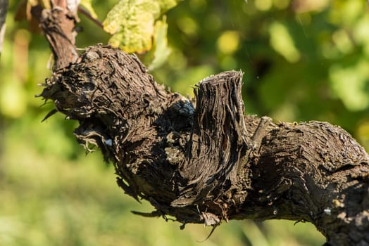 Old furrowed wood of a vine in the vineyard