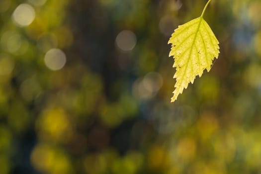 Yellow leaf of a birch tree in autumn with bokeh blur in the background