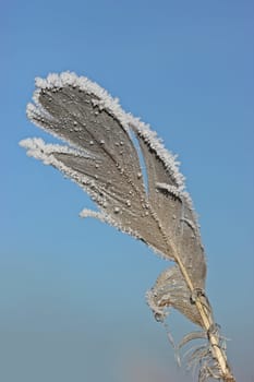 Feather with hoarfrost