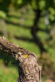 Old bark of a vine in the vineyard in portrait format