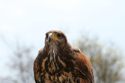 The Buzzard (Buteo) is a species of bird of prey in the Hawk family.