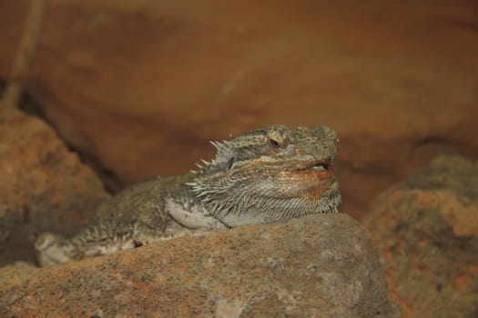 The Bearded Dragon (Pogona) is a genus of mountainous animals in the agama family.