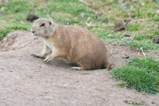 a prairie dog (Cynomys) sits in front of his burrow