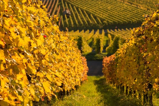Yellow autumn leaves on the vine in the vineyard in the sunlight