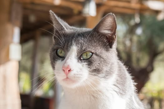 Nice cat, grey and white colors
