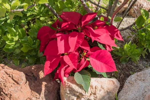 Poinsettia in the garden
