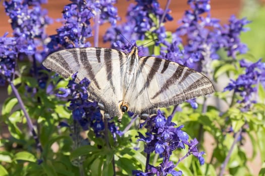Butterfly pollinating flowers of a sage plant