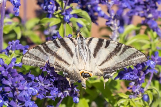 Butterfly pollinating flowers of a sage plant