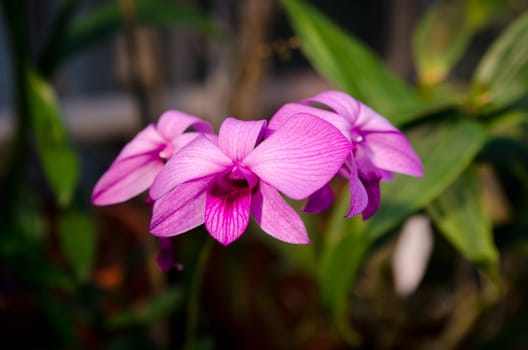 one lovely orchid from asia picture is taken in Gothenburg