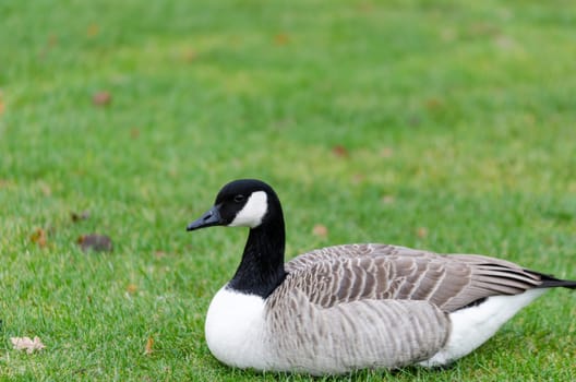 one lonely canada goose lay on the graas and watch foor food