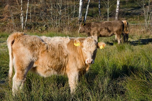 one brown cow with long hair standing on the graas