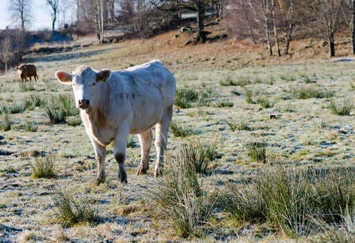 one white cow with long hair standing on the graas