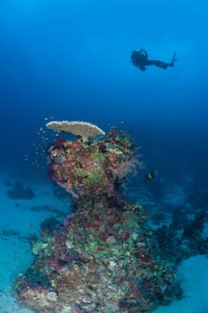 diver coral life diving Sudan Soudan Red Sea safari