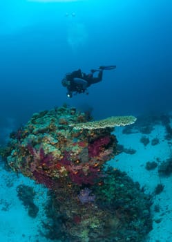diver coral life diving Sudan Soudan Red Sea safari