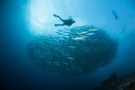 diver coral life diving Sudan Soudan Red Sea safari