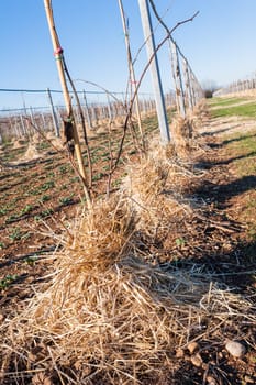 Mulching the roots of young trees of Kiwy with straw. Protection against frost of winter.