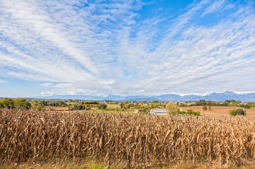Rural landscape: Field of corn ready for harvest. In the background the mountains. Blue Sky with clouds