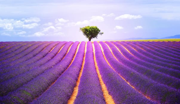The tree in the lavender field in Valensole, Provence, France, Europe.