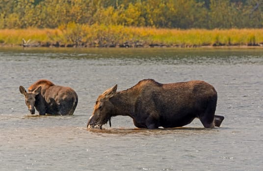 Mom and Baby Moose in Fishercap Lake in Glacier National Park in Montana
