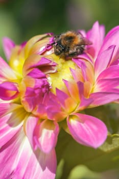 Bumblebee on a dahlia flower - macro image