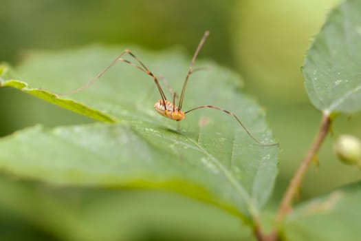 Weberknecht - Rilana triangularis - on one sheet - macro image