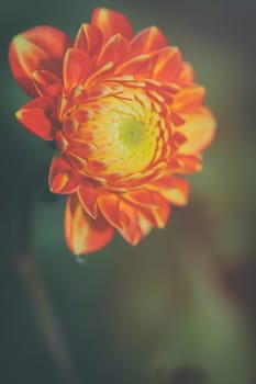 Yellow-red dahlia - Dahlia - Macro image of the flower - Vintage