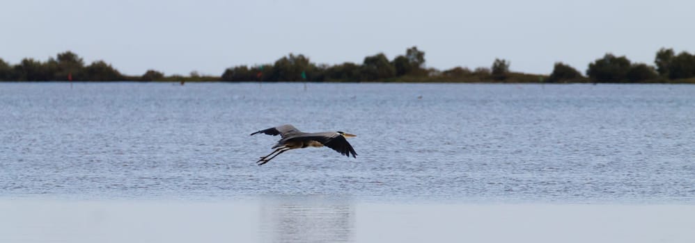 Grey heron inside Po river lagoon, Italian landscape. Minimal nature panorama