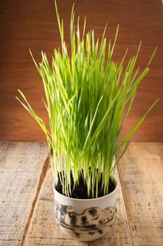 Green wheat in cup. Fresh wheat plant composition