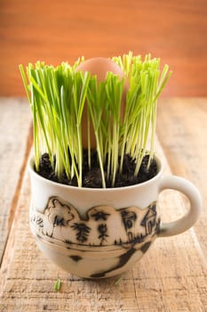Green wheat in cup. Fresh wheat plant composition