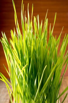 Green wheat in cup. Fresh wheat plant composition